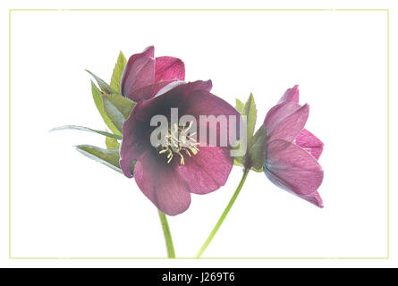 Fastenzeit Rose Stockfoto