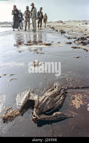 Ein tot vom Aussterben bedrohte Socotra Kormoran in Rohöl auf ein Öl bedeckt getränkten Strand nach irakische Truppen absichtlich Öllager und Raffinerien 29. Januar 1991 in der Nähe von Khafji City, Saudi-Arabien zerstört. Die Freisetzung von Rohöl und Zerstörung der kuwaitischen Öl-Infrastruktur war die irakischen Strategie während des ersten Golfkriegs. Stockfoto