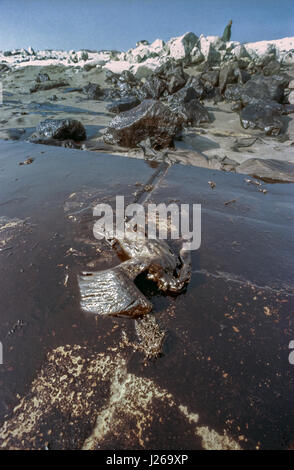 Ein tot vom Aussterben bedrohte Socotra Kormoran in Rohöl auf ein Öl bedeckt getränkten Strand nach irakische Truppen absichtlich Öllager und Raffinerien 29. Januar 1991 in der Nähe von Khafji City, Saudi-Arabien zerstört. Die Freisetzung von Rohöl und Zerstörung der kuwaitischen Öl-Infrastruktur war die irakischen Strategie während des ersten Golfkriegs. Stockfoto