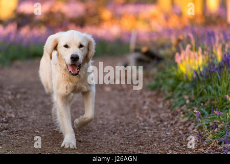 Ein golden Retriever in Dockey Wood Glockenblumen bei Sonnenuntergang - Ashridge Estate, Hertfordshire Stockfoto