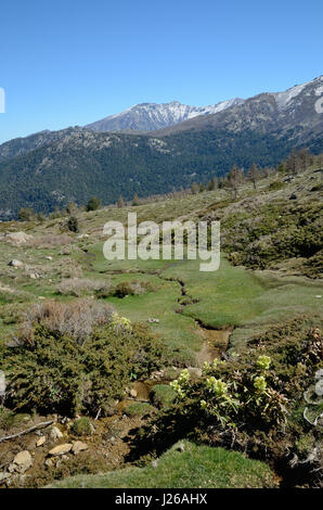 Frühling auf den moosigen Hang in den korsischen Bergen Stockfoto