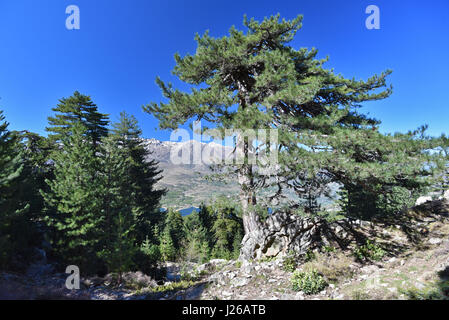 Korsische Laricio-Kiefer in den bewaldeten Berghang Stockfoto