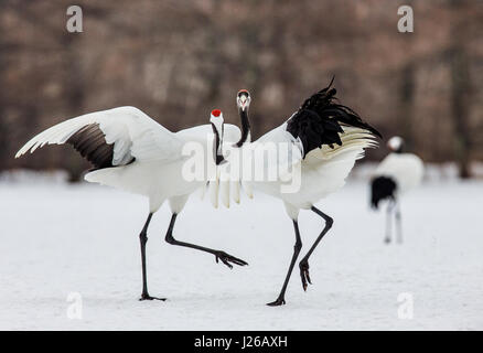 Zwei japanische Kräne stehen im Schnee. Japan. Hokkaido. Tsurui. Große Abbildung. Stockfoto