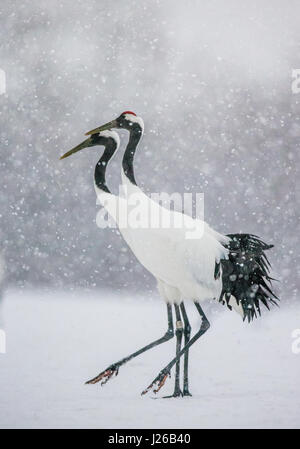 Zwei japanische Kräne stehen im Schnee. Japan. Hokkaido. Tsurui. Große Abbildung. Stockfoto