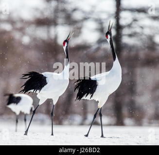 Zwei japanische Kräne stehen im Schnee. Japan. Hokkaido. Tsurui. Große Abbildung. Stockfoto