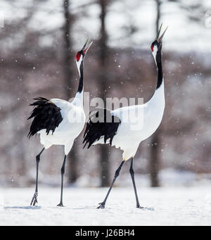 Zwei japanische Kräne stehen im Schnee. Japan. Hokkaido. Tsurui. Große Abbildung. Stockfoto