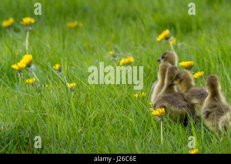 Tierwelt: gänschen Graugänse (Anser anser), einander anrempeln zu Fuß in einer Zeile im Gras Burley-in-Wharfedale, Yorkshire, Großbritannien Stockfoto