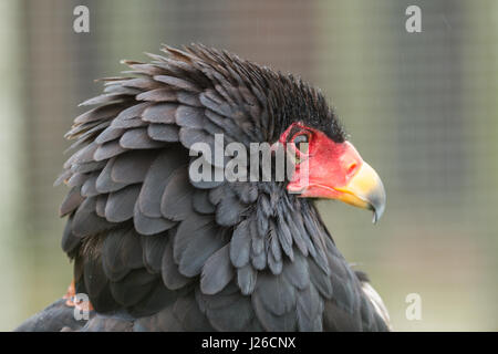 Foto Portrait einer Warnung suchen Bateleur Adler Stockfoto