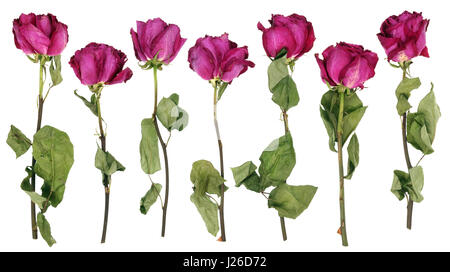 Die sieben Austrocknung tot rosa Rosen Blumen aus einer Hochzeit Bouquet. Isoliert auf weiße hausgemachte Set collage Stockfoto