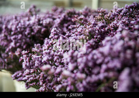 Blume-Export. frische Blumen im Gewächshaus bereit für Kommissionierung und Verpackung. Fotografiert in israel Stockfoto