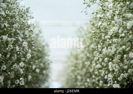 Blume-Export. frische Blumen im Gewächshaus bereit für Kommissionierung und Verpackung. Fotografiert in israel Stockfoto