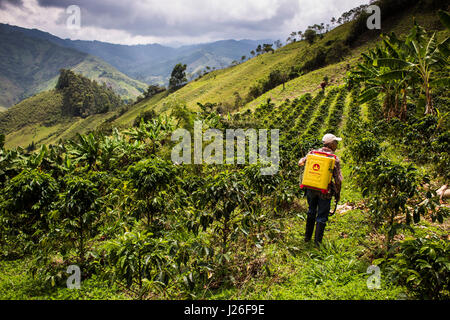 Felder der Kaffee in einer Kaffeefarm in Caldas Stockfoto