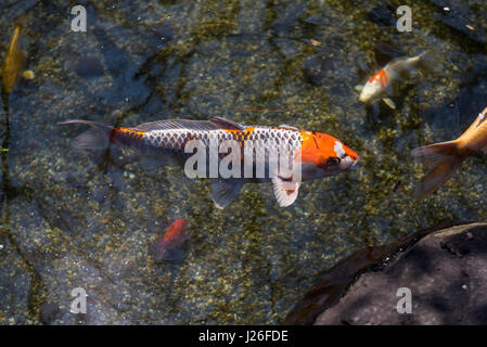 Koi-Karpfen in Japan Stockfoto