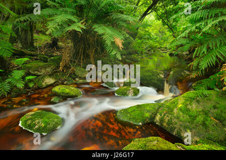 Red River durch üppigen Regenwald in der Garden Route National Park in Südafrika. Stockfoto