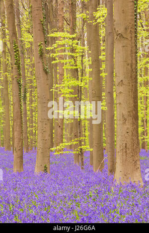 Einen wunderschönen blühenden Bluebell-Wald. Fotografiert im Wald Halle (Hallerbos) in Belgien. Stockfoto