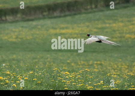 Ein schöner Fasan Vogel fliegt durch ein Löwenzahn in England Stockfoto