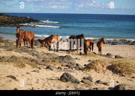 Pferde am Playa de Anakena, Osterinsel Stockfoto