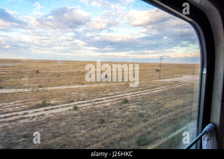 Kamele im Halbfinale der Wüste über dem Zugfenster in Karakalpakstan autonomen Region, Usbekistan Stockfoto