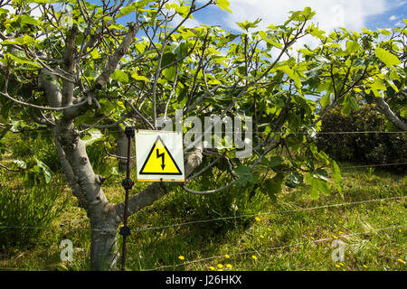 Elektrozaun schützen ein Feld von Feigenbäumen Stockfoto