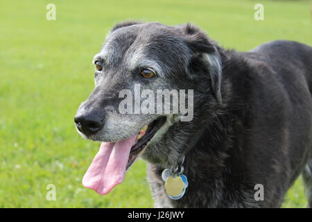 Senior Hund hecheln im Park Stockfoto