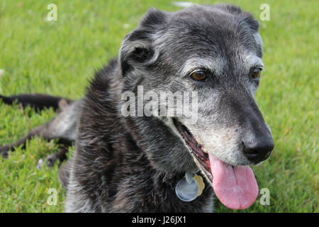 Senior Hund ruht im Park Stockfoto