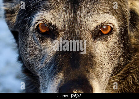 Senior Hund geben ernsthaft Stockfoto