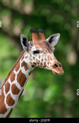 Somalische Giraffe (Giraffa Plancius Reticulata), Erwachsene, Porträt, vorkommen in Afrika, gefangen Stockfoto