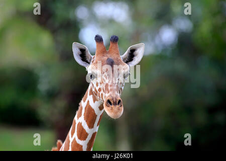 Somalische Giraffe (Giraffa Plancius Reticulata), Erwachsene, Porträt, vorkommen in Afrika, gefangen Stockfoto