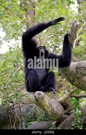 Siamang (Symphalangus Syndactylus), Erwachsene aufrufen, vorkommen in Südost-Asien, gefangen Stockfoto