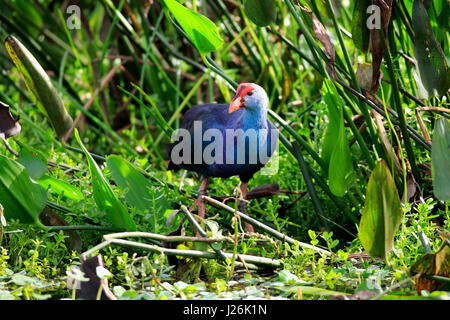Amerikanische lila Gallinule (Porphyrio Martinicus) zwischen Wasserpflanzen, Erwachsene auf Nahrung suchen, Wakodahatchee Feuchtgebiete Stockfoto