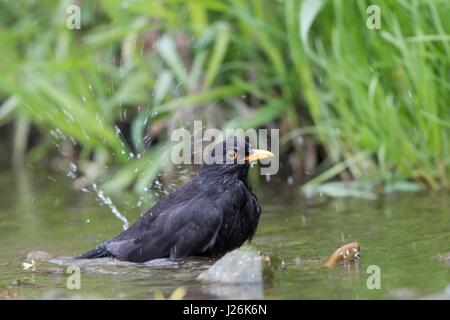 Amsel (Turdus Merula), Männlich, Baden im Bach, Hessen, Deutschland Stockfoto