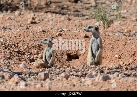 Erdmännchen (Suricata Suricatta), Erwachsene und junge am Eingang der Höhle, Kalahari-Wüste, Hardap Region, Namibia Stockfoto