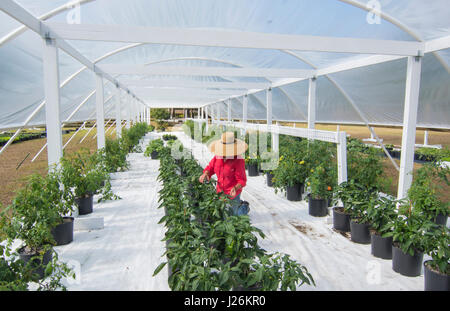 Zentralflorida Bio heimischen Garten mit Pflanzen und Gemüse mit Frau Landwirtschaft in Hinterhof für gesunde Ernährung und Essen Bauernhof coop Stockfoto