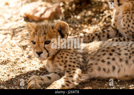 Cute Baby cheetah Cub im afrikanischen Busch Stockfoto