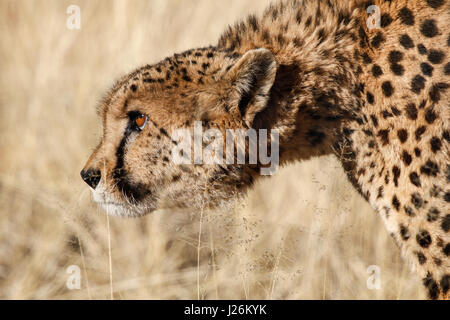 Nahaufnahme der Gepard seine Beute Anpirschen und Jagd in der namibischen Wüste Stockfoto