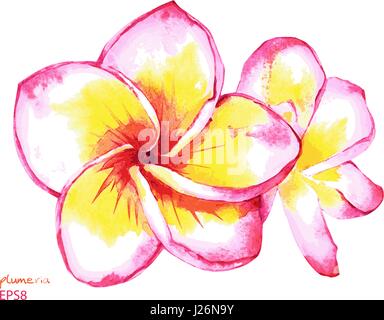 Handgemalte Plumeria Blüten, rosa und gelb. Vektor-Aquarell-Illustration isoliert auf weißem Hintergrund. Element für Ihr Design. Stock Vektor