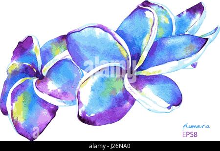 Handgemalte Plumeria Blumen, lila und blau. Vektor-Aquarell-Illustration isoliert auf weißem Hintergrund. Element für Ihr Design. Stock Vektor