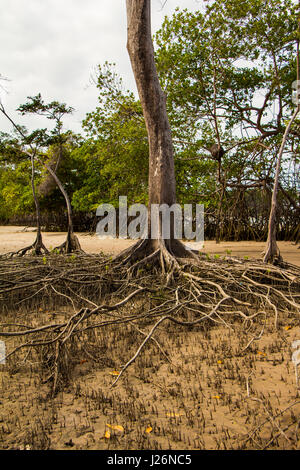 Mangroven Wurzeln in Barra Velha Strand an der Mündung des Amazonas, in Soure, Marajó-Insel, Brasilien. Stockfoto