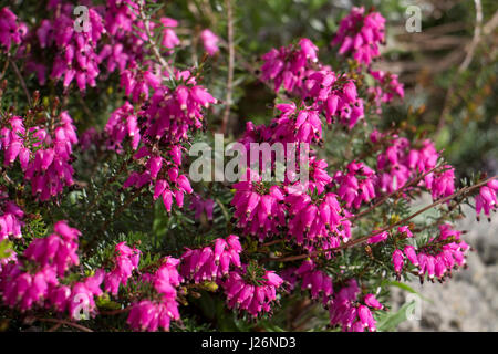 Frühling Blüte rosa Heather in Blüte Stockfoto