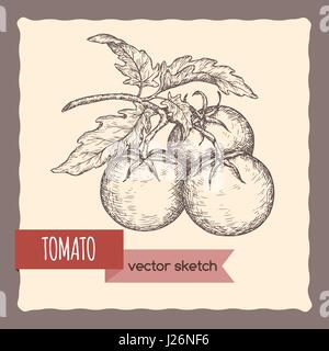 Frische Tomaten auf einem Ast hand gezeichnete Skizze. Stock Vektor