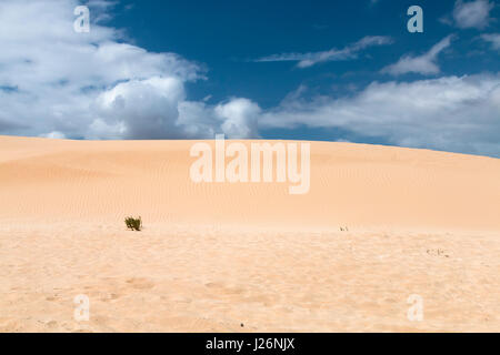 Eines der berühmten Sanddünen von Corralejo in Fuerteventura, Spanien. Stockfoto