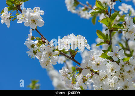 Blühenden Kirschbaum Zweig ist fotografierten Closeup auf dem blauen Himmelshintergrund Stockfoto