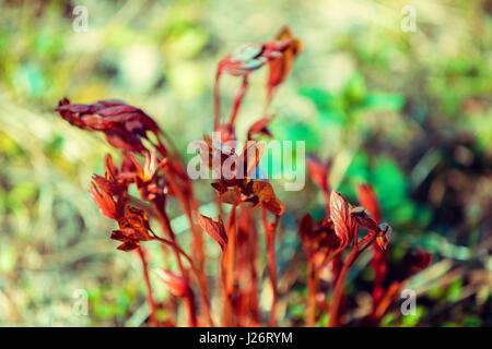 Frühling. Junge Triebe von Pfingstrosen Blumen im Garten. Stockfoto