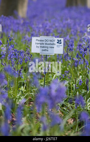 Bitte nicht mit Füßen treten Glockenblumen indem man neue Wege in einem Bluebell Holz zu unterzeichnen. Oxfordshire, England Stockfoto