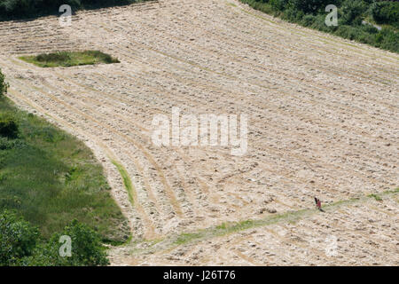 Blick von der Offa Dyke Pfad über. Bereich der geschnittenen Getreide bei Meliden. Stockfoto