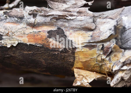 Kiefer-Log mit Rinde in das Holz hautnah Stockfoto