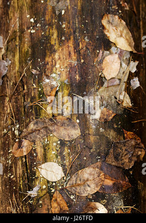 Kiefer-Log mit Rinde in das Holz hautnah Stockfoto