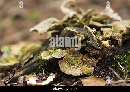 Platte Pilze auf einem Baumstumpf. Pilze ernähren sich von verfallenden, Holz Stockfoto