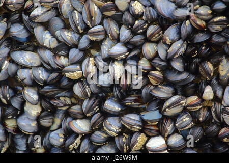 Ein Bett von Miesmuscheln, Mytilus edulis, der in der Gezeitenzone in Cornwall, UK Stockfoto