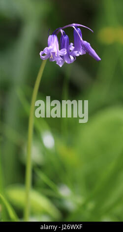 Einzelne Bluebell hautnah Stockfoto